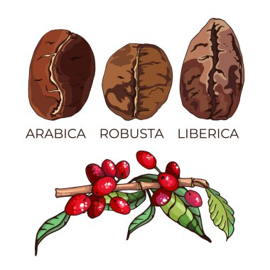 Arabika, robusta, liberica kahve çeşitleri, tahıllar ve bitkiler, metin Arabika, robusta, liberica içeren renkli vektör çizimleri,