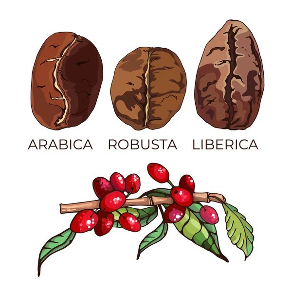 Arabica Robusta Liberica Typer Kaffesorter Korn Och Växter Färgglada Vektor — Stock vektor