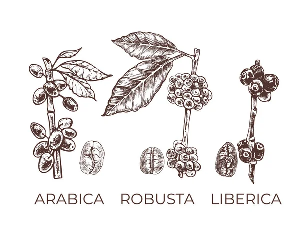 Арабика Robusta Либерика Графики Сортов Кофе Зерна Растения Графические Векторные — стоковый вектор