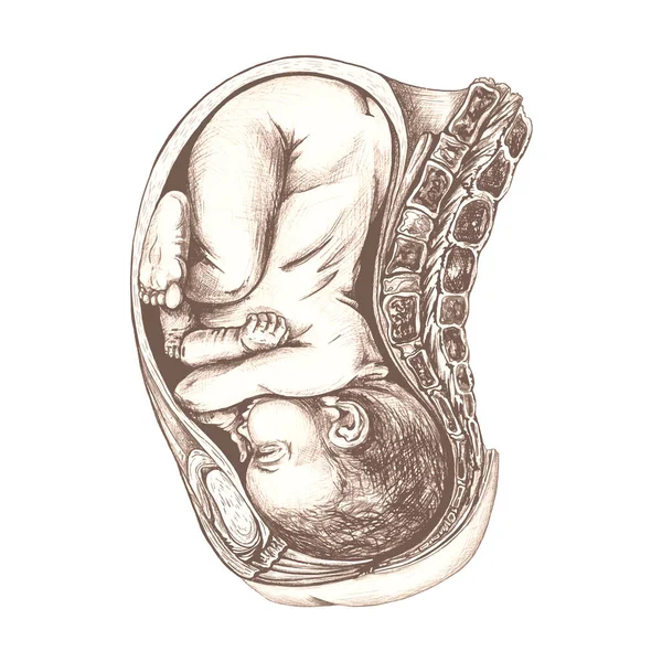 Ana rahmindeki bir bebeğin anatomik çizimi, anne karnındaki bir bebeğin anatomik çizimi, kahverengi, el çizimi, hamile bir kadının organlarının detaylı çizimi.