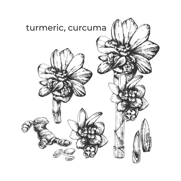 615 Куркума Куркума Рослина Квітка Стебло Корінь Графічна Ботанічна Ілюстрація — стоковий вектор