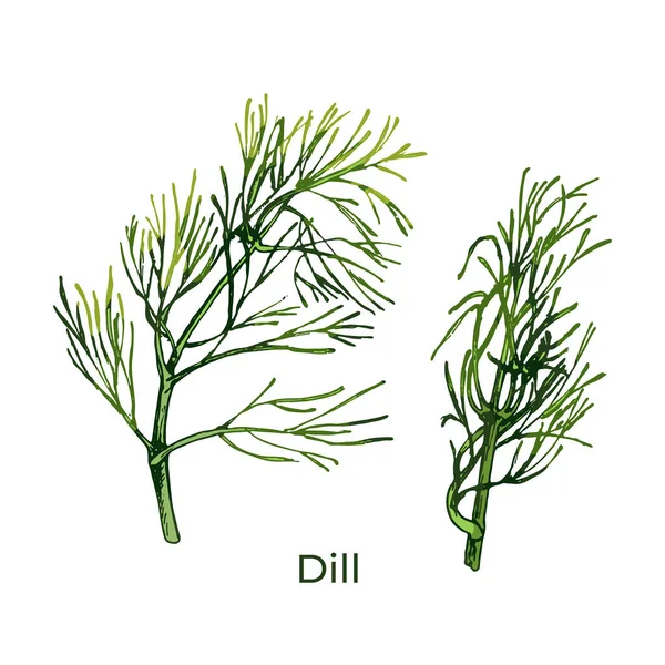 609 Aneth Aneth Brindilles Herbes Épices Fraîches Nourriture Isolat Sur — Image vectorielle