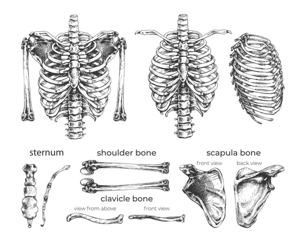 485_人間の肋骨 肩甲骨 骨の輪郭 タイトル 解剖学 骨格図セット — ストックベクタ