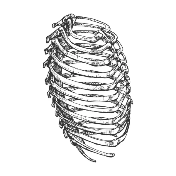 479 Human Thorax Chest 인간의 그래픽 스케치 — 스톡 벡터