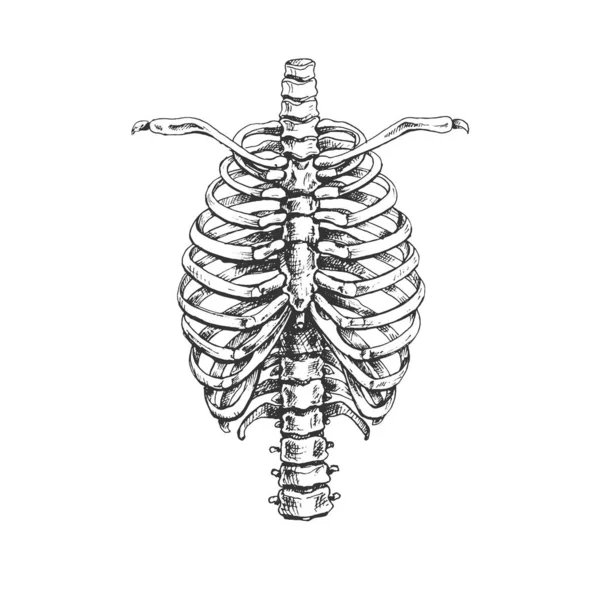 473_Human Chest Sternum Human Chest Bones Human Skeletal System Anatomy — Stock Vector