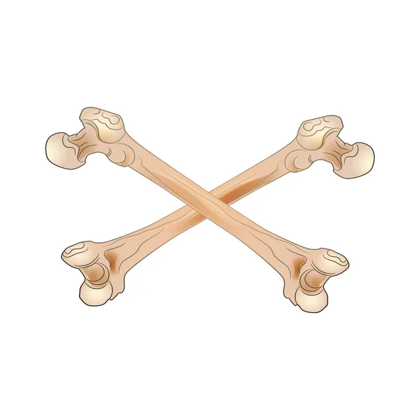 462 Bone Menschlicher Oberschenkel Rückseite Vorderseite Zwei Einem Kreuz Gefaltete — Stockvektor