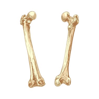 440 _ kemik, insan uyluğu (uyluk), arka görüş, ön görüş insan kemiği (uyluk), farklı açılardan gelen doğal detaylı çizimler, grafikler,