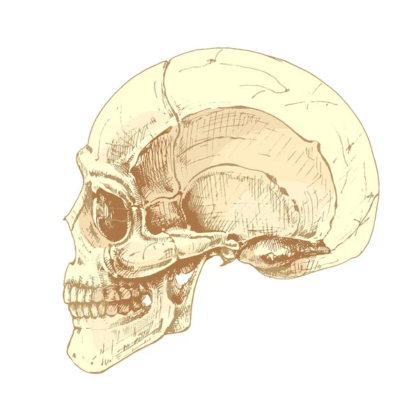 437 Skull Vista Lateral Cráneo Humano Vista Lateral Vector Ilustración — Archivo Imágenes Vectoriales