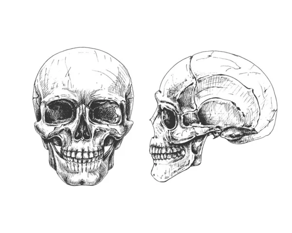438_Human Skull Proportions Construction_Skull Side View Human Skull Side Front — Stock Vector
