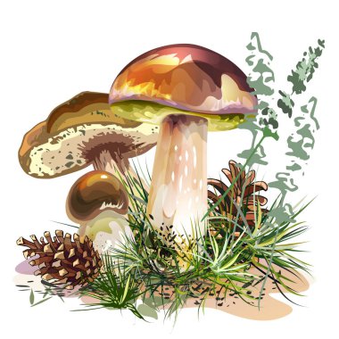 426 _ boletus boletus mantarları, Leccinum cinsi, yenilebilir, renkli desen, taze, kahverengi beyaz arka plan, ladin iğneleri