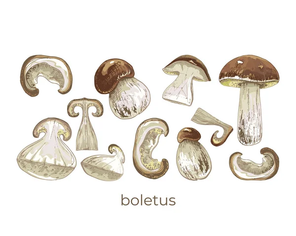 425 _ boletus boletus, Leccinum cinsi, yenilebilir, renkli çizim, set, kuru, taze, kahverengi beyaz arka plan