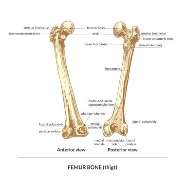 414 _ bone, human uyluk (uyluk), back view, front view bone, human uyluk (uyluk), back view, front view, natural detailed hand drew, graphic,