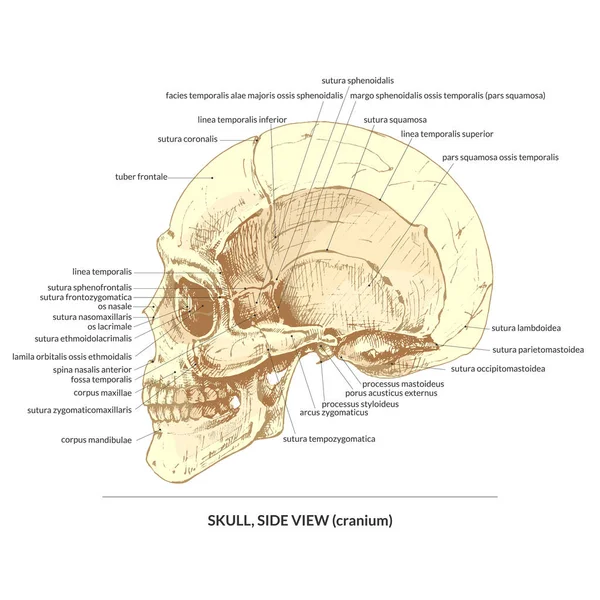 415 Skull Vista Lateral Del Cráneo Humano Vista Lateral Dibujo — Archivo Imágenes Vectoriales