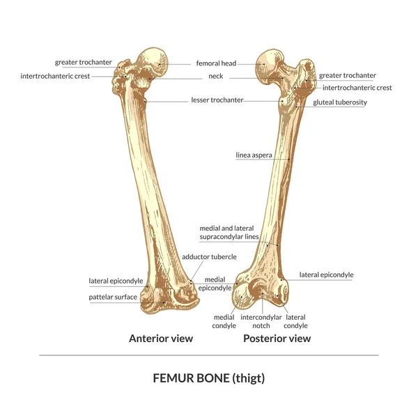 414 _ bone, human uyluk (uyluk), back view, front view bone, human uyluk (uyluk), back view, front view, natural detailed hand drew, graphic,
