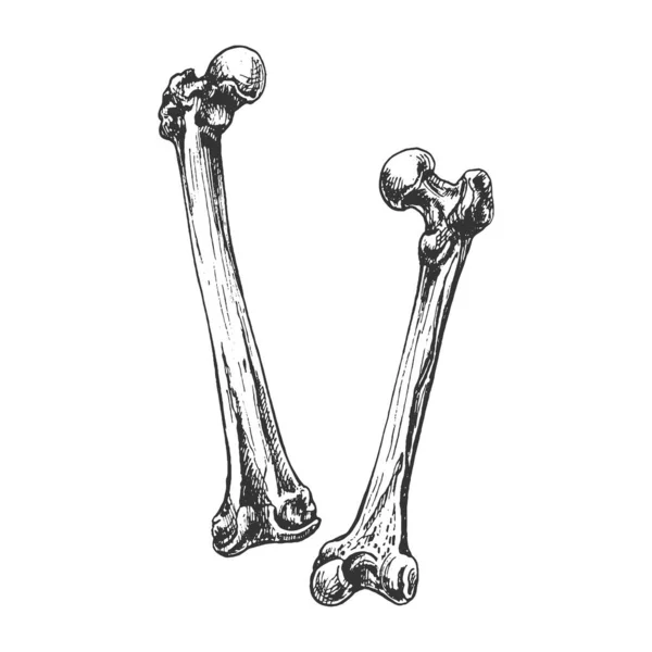413 Bone Menschlicher Oberschenkel Oberschenkel Rückseite Vorderseite Knochen Menschlicher Oberschenkel — Stockvektor