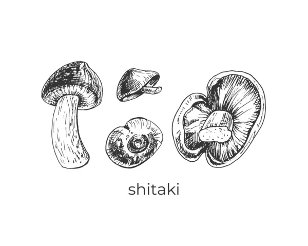 409 _ shitaki lentinül yenilebilir, Japon orman mantarı, shitaki, grafikler, yemek, çizim, serbest çizim, Asya besin maddeleri,