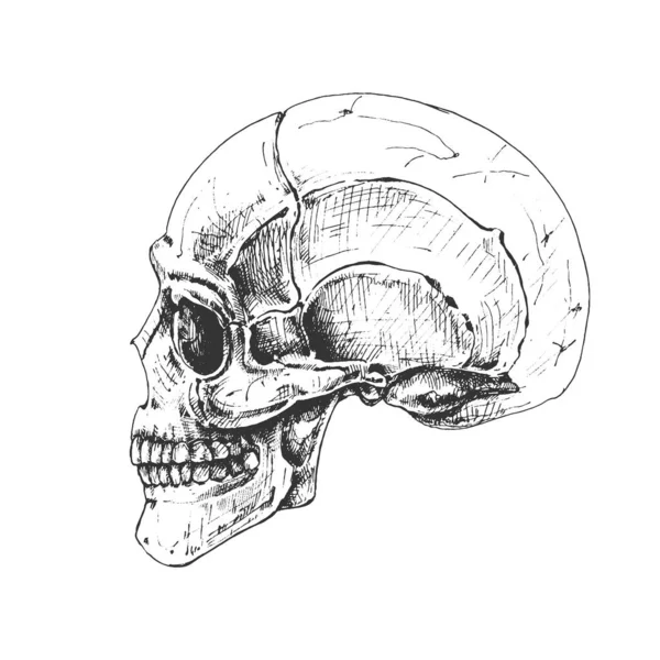 412 Skull Vista Lateral Crânio Humano Visão Lateral Desenho Mão — Vetor de Stock