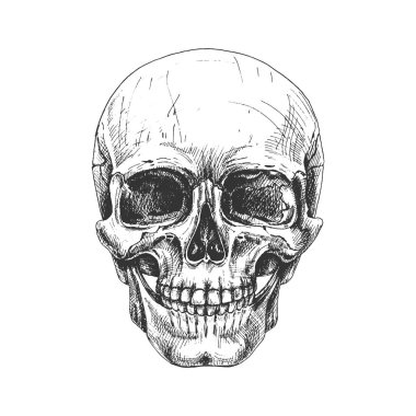 407 _ insan kafatası, oranlar, inşaat insan kafatası, el çizimi, grafikler, siyah ve beyaz, vektör ayrıntılı illüstrasyon, doğal, orantılı, inşaat