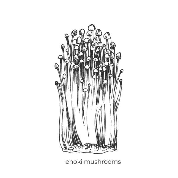 406 Enki Mushrooms Enoki Comestível Gráficos Comida Esboço Puxando Mão —  Vetores de Stock