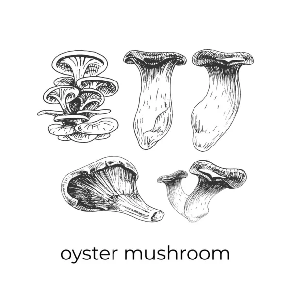 405 Oester Paddestoel Oester Paddestoelen Delicatesse Dieetvoeding Eetbaar Grafiek Set — Stockvector