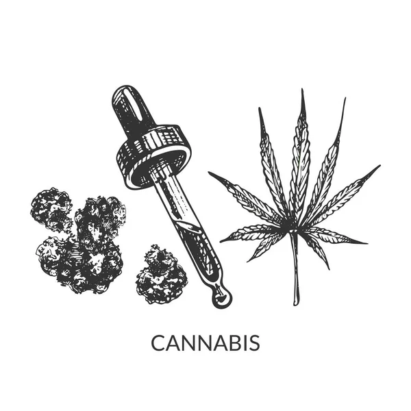 384 Cannabis Sativa Indické Konopí List Květiny Indica Pipeta Olej — Stockový vektor