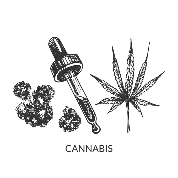 384 _ kenevir sativa, indica keneviri, yaprak, çiçek, indica, pipette, yağ, grafik illüstrasyon