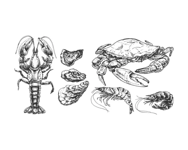385 Humster Crab Oyster Garnelenkrebse Hummer Auster Garnelen Meeresfrüchte Illustrationen — Stockvektor