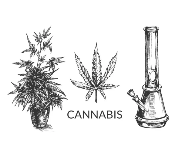 360 _ bong _ kenevir sativa, indica _ kenevir, yapraklar ve kenevir dal bongu, sigara içmek için cam matara, esrar eklentisi, marihuana çalılığı, yaprak, beyaz arkaplan üzerinde vektör grafik çizimi