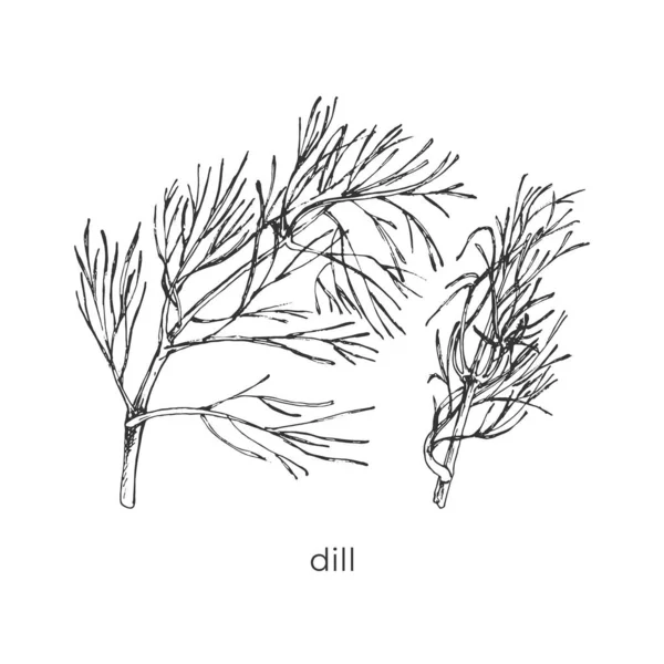 Dill Sprig Contour Sur Fond Blanc Aromathérapie Symbole Signe Épice — Image vectorielle