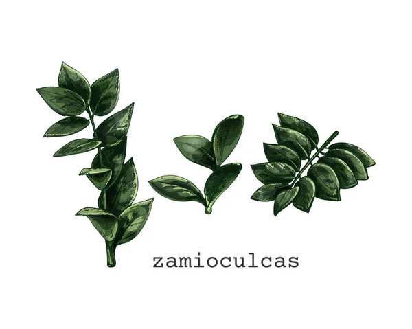 341 Zamioculcas Zamioculcas Renkli Çizimler Beyaz Arka Planda Egzotik Bir — Stok Vektör