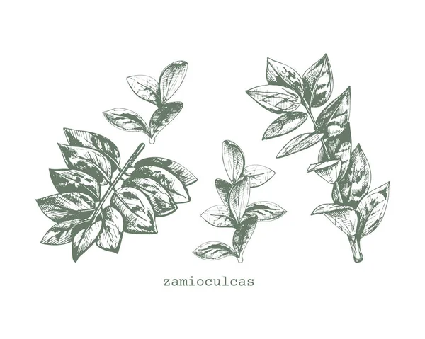 342 Zamioculcas Zamioculcas Dibujo Gráfico Conjunto Hojas Una Planta Exótica — Archivo Imágenes Vectoriales