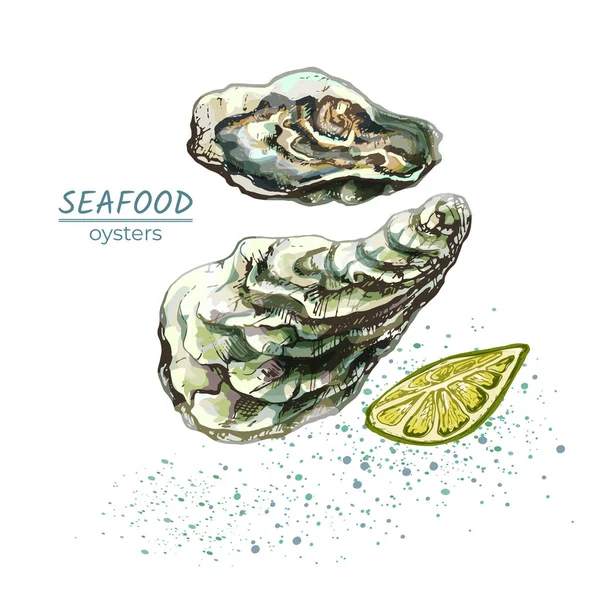 312 _ istiridye, ayrıntılı çizim, kabuk, taze, kireç, deniz ürünleri