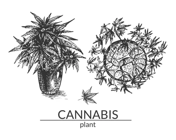 283_Cannabis Sativa Indica Hemp Cannabis Sativa Indica Cultivar Hand Drawing — Wektor stockowy