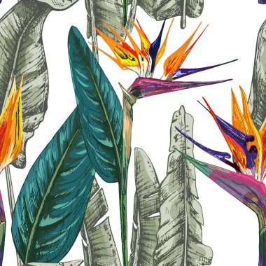 224 _ Strelitzia _ muz yaprakları portakal şeridi, çiçek, yeşil yaprak, izole vektör çizimi, beyaz arka planda egzotik bitki, tropik, orman, dikişsiz desen, 