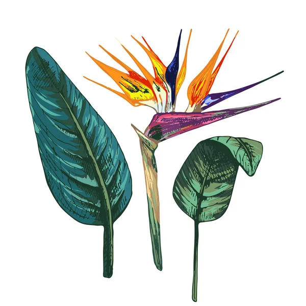 223 _ Strelitzia turuncu strelitzia, yeşil yapraklar, izole edilmiş tropikal bitki vektörü çizimleri beyaz arka planda