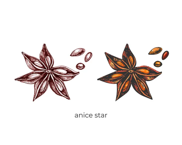 228_anice star star anise flower, grain, brown, graphics, color, orange, a set of images on a white background