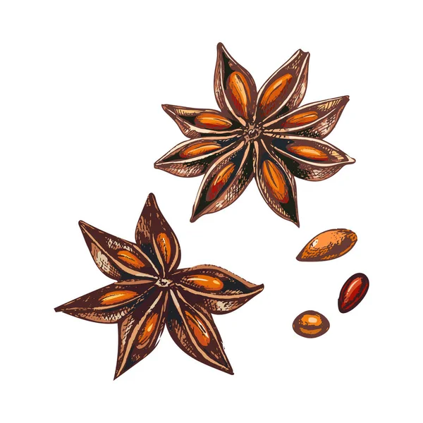 226 Anice Star Anise Flower Grains Brown Orange Set Images — стоковый вектор