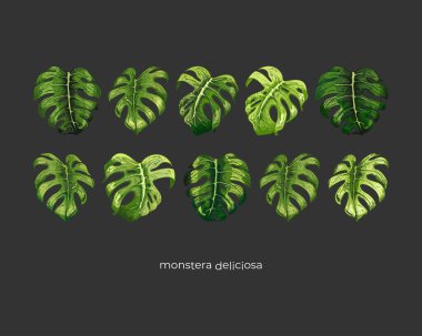 199_monstera deliciosa monstera deliciosa, leaf set, botanical, color image of a tropical plant, three leaves, large, green, carved, on a white background, for greeting cards, flyers, invitations, web design, print,dark background