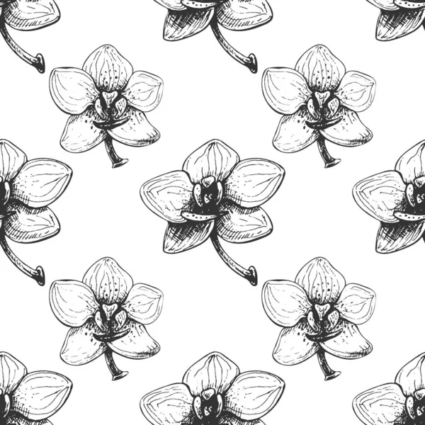 202 Phalaenopsis Orchidée Illustration Vectorielle Réaliste Fleurs Orchidée Ensemble Bourgeons — Image vectorielle