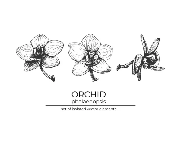 201 Phalaenopsis Orchidée Illustration Vectorielle Réaliste Fleurs Orchidée Ensemble Bourgeons — Image vectorielle