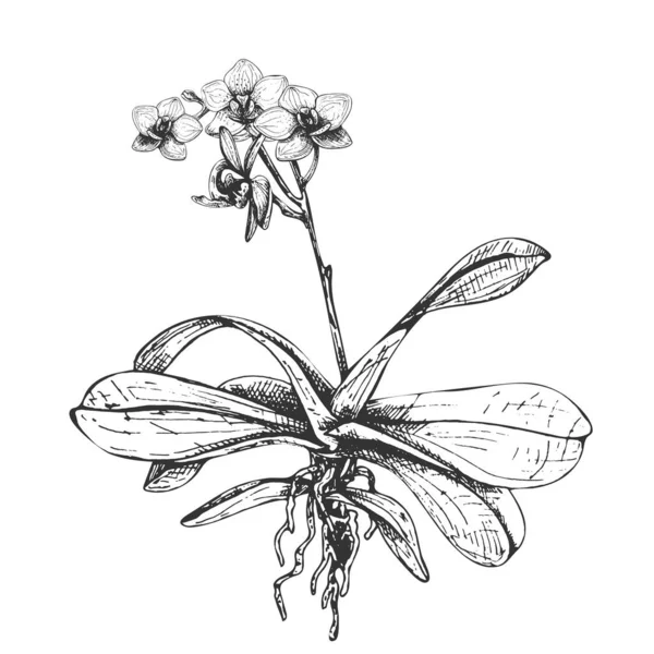 200_151_phalaenopsis orchid realistic vector illustration of orchid flower, peduncle, leaves, buds, tropical design element for perfumery, cosmetics, personal care products, sketch, black and white