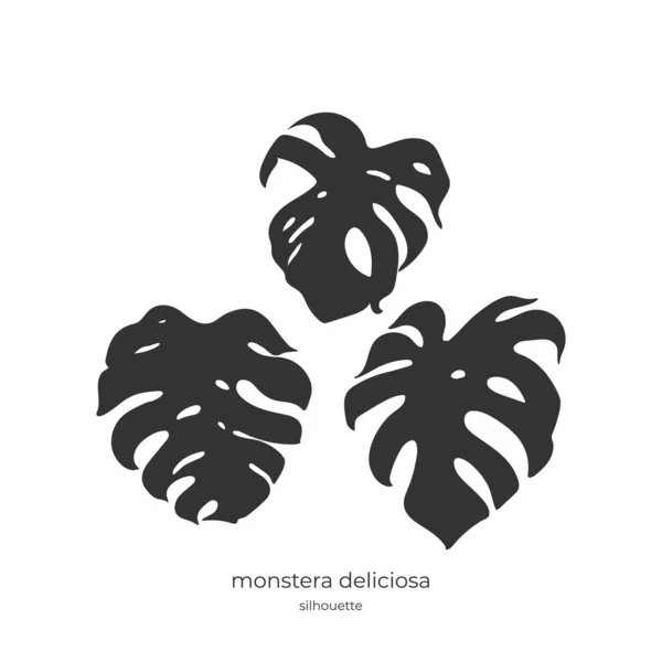 185_Monstera Deliciosa Monstera Deliciosa Silhouette Three Carved Leaves —  Vetores de Stock