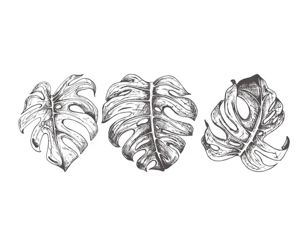 184_Monstera Deliciosa Set Three Illustrations Monstera Deliciosa Leaf Carved Detailed — Vettoriale Stock