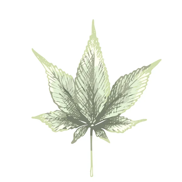 162_Cannabis Sativa Indica Cannabis Leaf Icon Cannabis Indica Isolate White — Archivo Imágenes Vectoriales