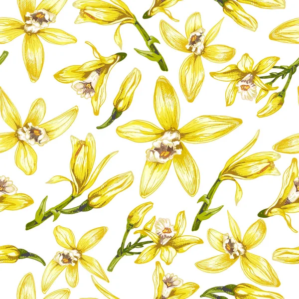 158_ Vanilla Botanical Illustration Vanilla Orchid Realistic Drawing Sweet Fragrant — Vetor de Stock