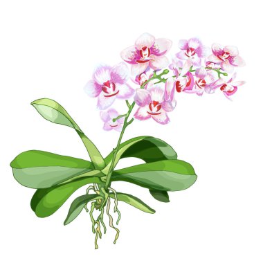 153 _ orkide gerçekçi vektör çizimi, pediatri amcası, pembe tomurcuklar, parfüm, kozmetik ürünleri, kişisel bakım ürünleri için tropikal tasarım elementi