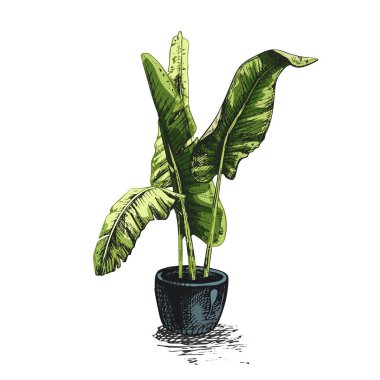 142 _ muz yaprakları _ kenevir sativası, indica çiçeği, çiçek, muz yaprakları, tropikal bitki, egzotik, el çizimi, renkli, yeşil, gri, parlak,