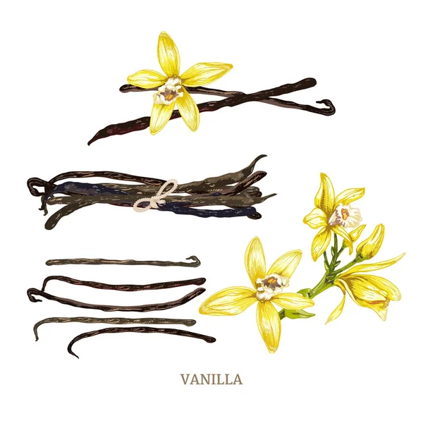 156_ vanilla set of vanilla dry sticks, vanilla orchid fruits, flowers, realistic vector illustrations isolated on white background