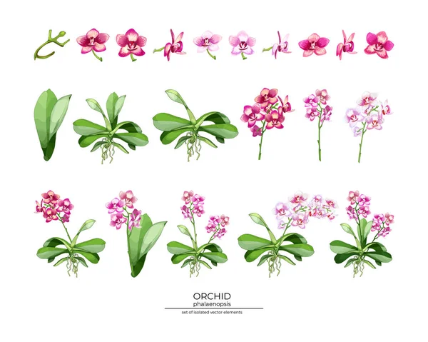 155 Orchidée Illustration Vectorielle Réaliste Fleurs Orchidée Ensemble Pédoncules Feuilles — Image vectorielle