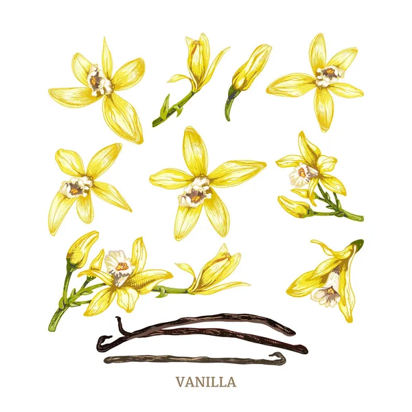 157_ vanilla set of vanilla orchid flowers and buds, vanilla dry sticks, stitches, realistic vector illustrations isolated on a white background